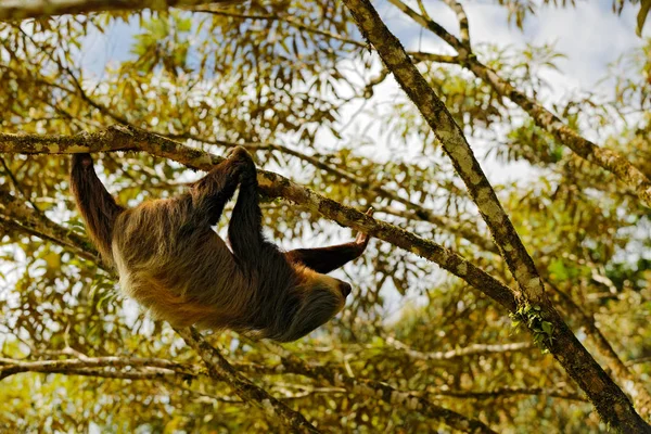 Preguiça Habitat Natural Bonito Choloepus Hoffmanni Subindo Árvore Vegetação Floresta — Fotografia de Stock