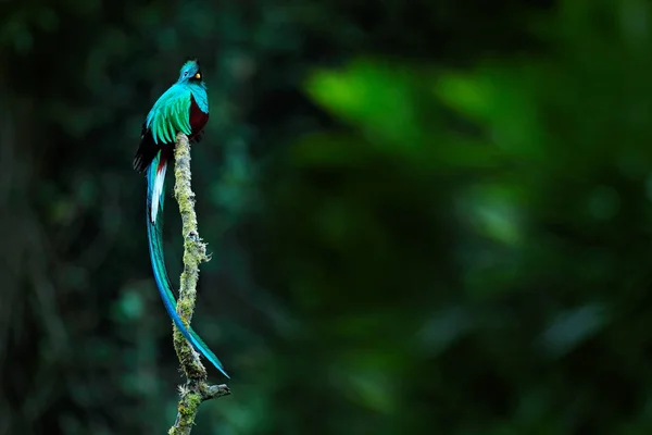 Prachtige Quetzal Pharomachrus Mocinno Uit Savegre Costa Rica Met Wazig — Stockfoto