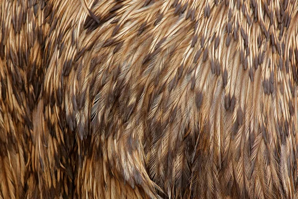 Detail plumage feathers of Common Emu, Dromaius novaehollandiae, biggest bird from Australia. Beautiful art close-up detail from bird nature. Brown feathers of emu.