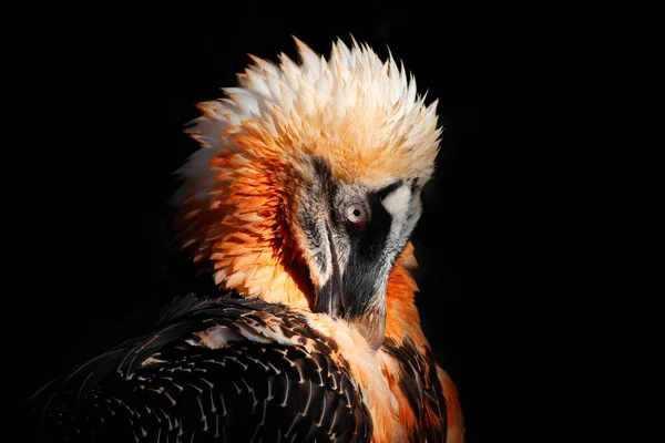 Skægget Grib Gypaetus Barbatus Detalje Portræt Sjældne Bjergfugl Klippegrund Spanien - Stock-foto