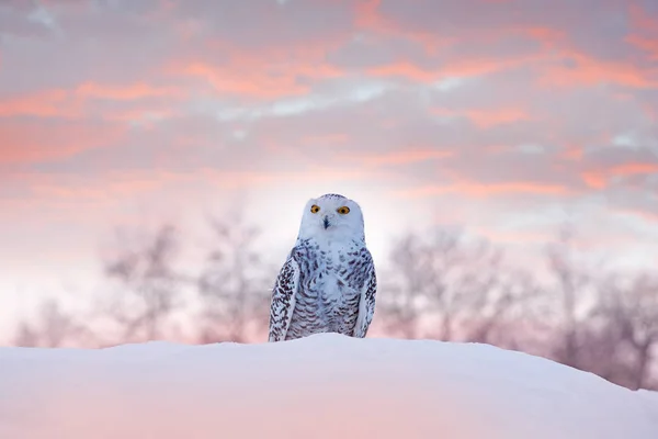Coruja Nevada Sentada Neve Habitat Inverno Frio Com Pássaro Branco — Fotografia de Stock