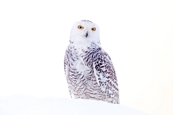 Snöig Uggla Sitter Snön Livsmiljön Kall Vinter Med Vit Fågel — Stockfoto