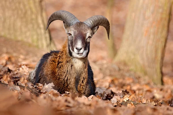 Mouflon Ovis Orientalis Portrét Savce Velkými Rohy Příroda Charakter Chování — Stock fotografie