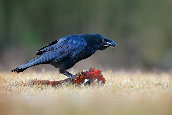 Raven Zabijania Bażanta Tuszy Łące Leśnej Czarny Ptak Kruk Martwych — Zdjęcie stockowe