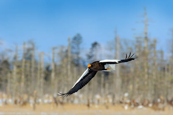 Stellers Sea Eagle Haliaeetus Pelagicus Flying Bird Prey Forest Background — Fotografia de Stock