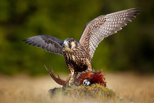 Peregrine Falcon Caught Kill Pheasant Beautiful Bird Prey Feeding Killed — Stock Photo, Image