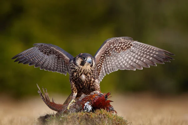 猎鹰与捕获杀死菲桑特 美丽的猛禽 在绿苔岩石上捕食被杀死的大鸟 背景是黑暗的森林 森林马多上的鸟卡 自然界中的野生动物行为 — 图库照片