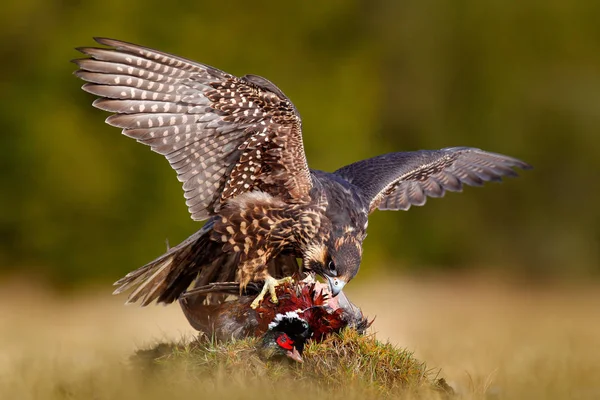 Peregrine Falcon Caught Kill Pheasant Beautiful Bird Prey Feeding Killed — Stock Photo, Image