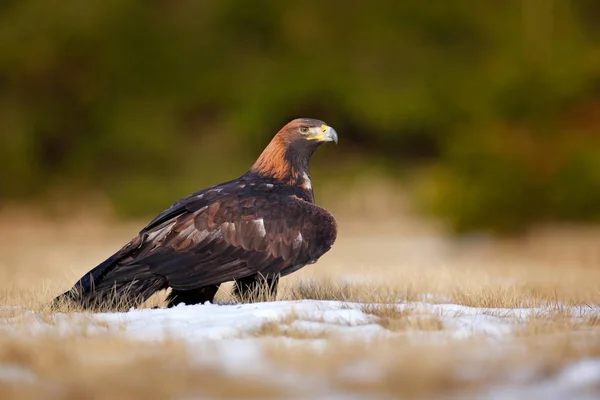 Golden Eagle Alimentação Primeira Neve Natureza Pássaro Grande Marrom Habitat — Fotografia de Stock