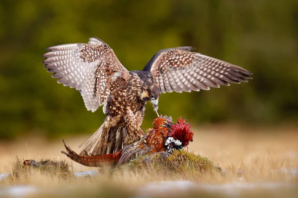 Falco Pellegrino Con Catturato Uccidere Fagiano Bellissimo Uccello Rapace Che — Foto Stock