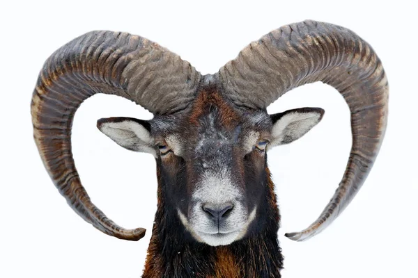 Kış aylarında vahşi doğada büyük boynuzları ile Wild Mouflon