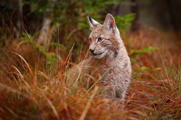 欧亚山猫行走 野猫山猫在树丛中 在秋草中狩猎食肉 绿林中的山猫 野生动物场景从自然 — 图库照片