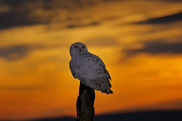Schöner Sonnenuntergangshimmel Mit Eule Schneeeule Nyctea Scandiaca Seltener Vogel Der — Stockfoto
