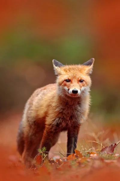 Κόκκινη Αλεπού Που Τρέχει Πορτοκαλί Φθινοπωρινά Φύλλα Χαριτωμένη Κόκκινη Αλεπού — Φωτογραφία Αρχείου