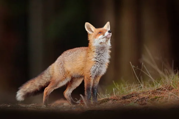 Lindo Zorro Rojo Vulpes Vulpes Bosque Otoñal Hermoso Animal Hábitat —  Fotos de Stock