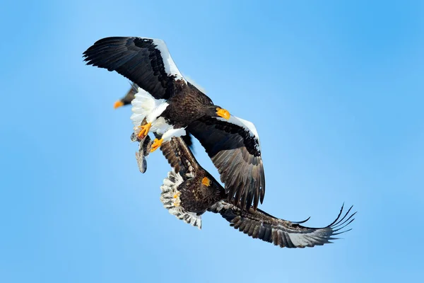 Scéna Chování Při Činu Přírody Krásní Mořští Orlové Haliaeetus Pelagicus — Stock fotografie