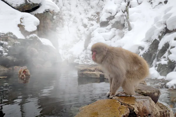 Monkeys Japanese Macaques Macaca Fuscata Cold Water Fog Animals Nature — Stock Photo, Image