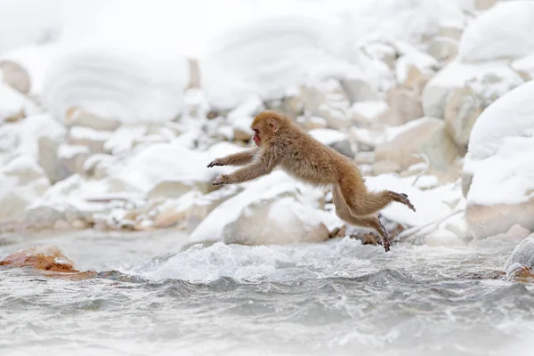 Macaco Macaco Japonês Macaca Fuscata Saltando Através Rio Japão Inverno — Fotografia de Stock