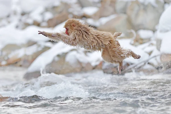 Opice Japonská Macaque Macaca Fuscata Skákala Přes Řeku Japonsko Zasněžená — Stock fotografie