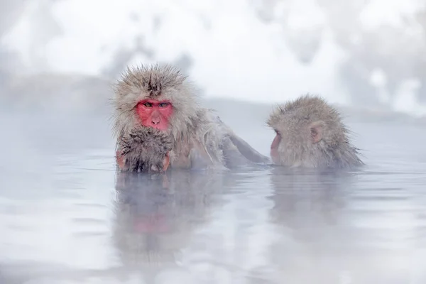 ニホンザル マカカフスカタ 霧付き冷たい水の中 自然生息地の動物 北海道 自然の生息地を持つ広角レンズ写真 — ストック写真