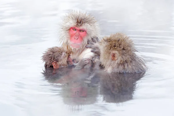 Macacos Macacos Japoneses Macaca Fuscata Água Fria Com Nevoeiro Animais — Fotografia de Stock