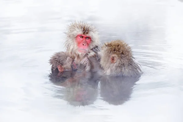 Macacos Macacos Japoneses Macaca Fuscata Água Fria Com Nevoeiro Animais — Fotografia de Stock