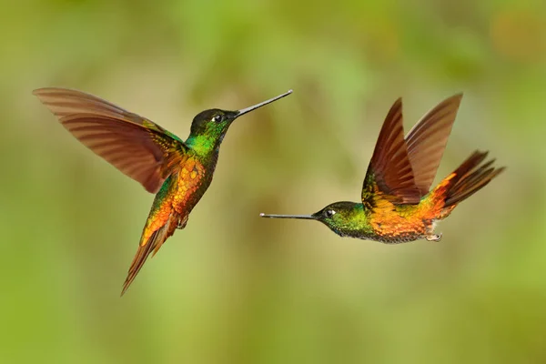 Hummingbirds Golden Bellied Starfrontlet Long Golden Tails Flying Open Wings — Stock Photo, Image