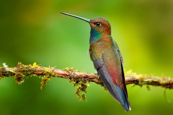 Hummingbird Flyg Grön Skog Natur Livsmiljö White Tailed Hillstar Urochroa — Stockfoto