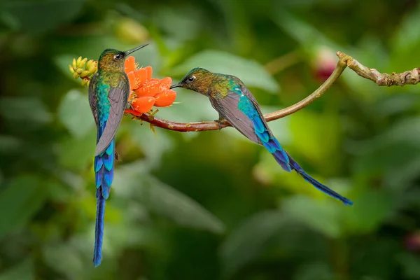 Hummingbirds Golden Bellied Starfrontlet Com Longas Caudas Douradas Voando Com — Fotografia de Stock