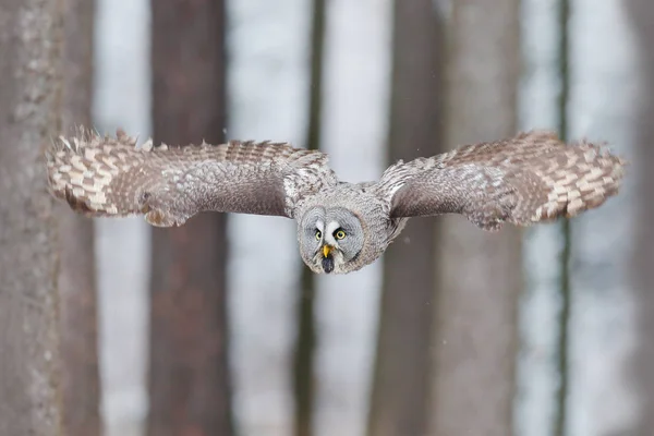 飛行中の鳥 グレートグレイフクロウ ストリックスネブロサ 森の中を飛んで 背景に最初の雪で秋の木をぼかしました 自然から野生動物のシーン スウェーデンの秋の森からフクロウ 雪の初日 — ストック写真