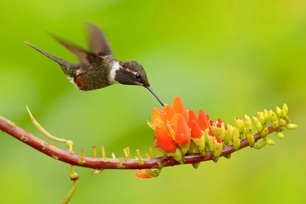 Beija Flor Golden Bellied Starfrontlet Com Longas Caudas Douradas Voando — Fotografia de Stock