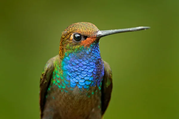 Détail Portrait Colibri Bleu Oiseau Qui Suce Nectar Hillstar Queue — Photo