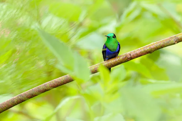 Paars Gekroonde Woodnimf Thalurania Colombica Fannyi Kolibrie Het Colombiaanse Tropische — Stockfoto