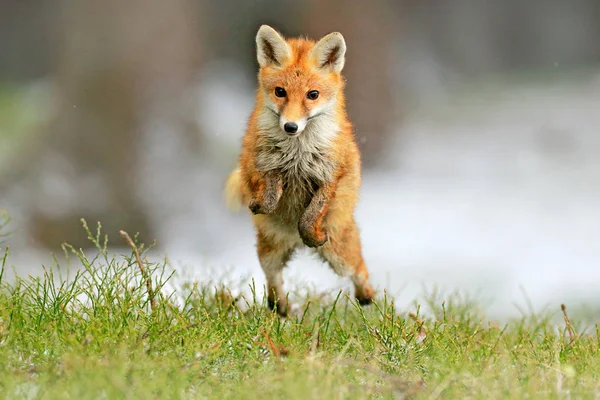Red Fox Saltando Vulpes Vulpes Escena Vida Silvestre Europa Abrigo — Foto de Stock