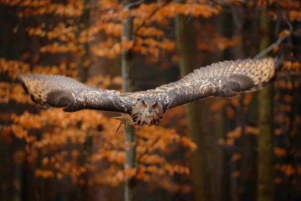 ユーラシアイーグルフクロウ ブボブボ 飛行中のオープンウィング 背景に森林生息地 オレンジ色の秋の木 自然の森からの野生動物のシーン ハエの鳥 フクロウの行動 — ストック写真