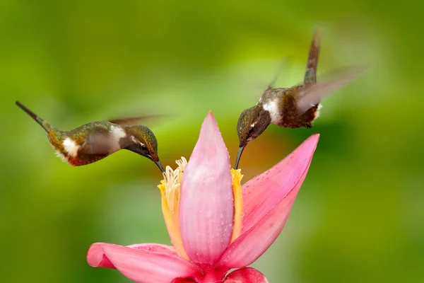 Sinek Kuşu Pembe Çiçeğe Uçuşta Mor Throated Woodstar Calliphlox Mitchellii — Stok fotoğraf