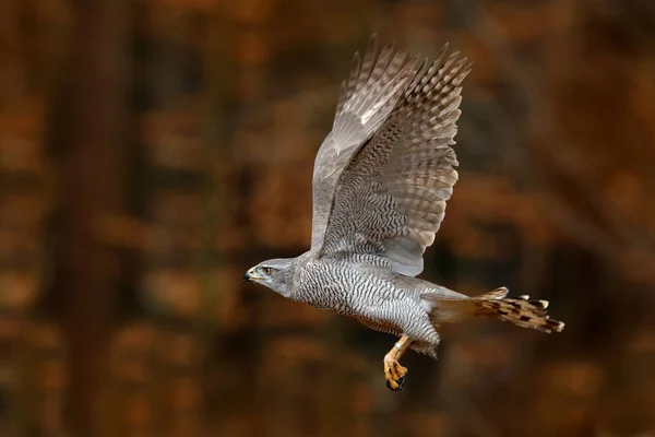 Goshawk Flying Bird Prey Open Wings Evening Sun Back Light — Stock Photo, Image