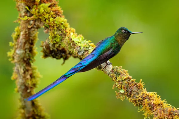 Retrato Detalhado Beija Flor Azul Néctar Sugador Pássaros White Tailed — Fotografia de Stock