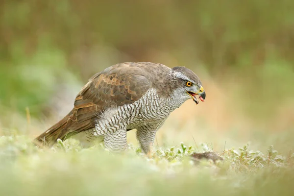 Goshawk Яструб Gentilis Харчуючись Вбив Темного Білка Лісі Хижий Птах — стокове фото