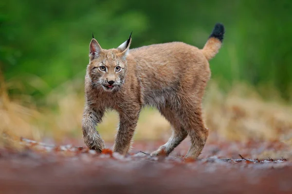 Eurasian Lynx Walking Wild Cat Bobcat Trees Hunting Carnivore Autumn — Stock Photo, Image