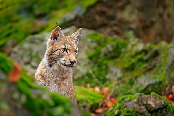 森の中のリンクス 緑のコケに覆われた石の背景に緑のユーラシア野生猫を座っています そこに自然の生息地 チェコ ヨーロッパで野生の猫 — ストック写真