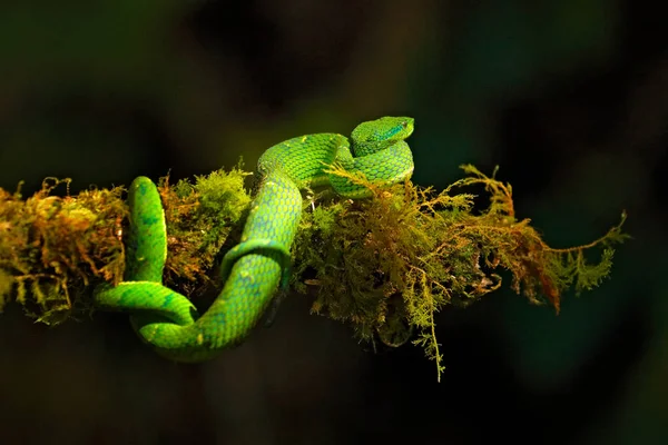 緑のボスリエキスラテラリス 自然の生息地で危険毒ヘビ タタンNp コスタリカ 自然の生息地で有毒な緑の爬虫類 中米からの有毒バイパー — ストック写真