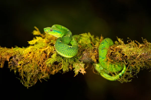 绿色两栖侧 危险毒蛇在自然栖息地 塔彭特Np 哥斯达黎加 自然栖息地的有毒绿色爬行动物 来自中美洲的毒蛇 — 图库照片