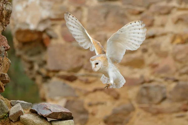 Coruja Celeiro Tyto Alba Com Asas Agradáveis Pouso Parede Pedra — Fotografia de Stock