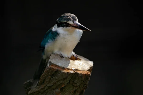 Collared mangrove Kingfisher, Todiramphus chloris, detail of exotic African bird sitting on the branch in the green nature habitat, New Guinea and Australia. Wildlife scene from nature.