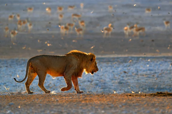 Λιοντάρι Πίνει Νερό Πορτρέτο Του Αφρικανικού Λιονταριού Παναθήρα Λίο Λεπτομέρεια — Φωτογραφία Αρχείου