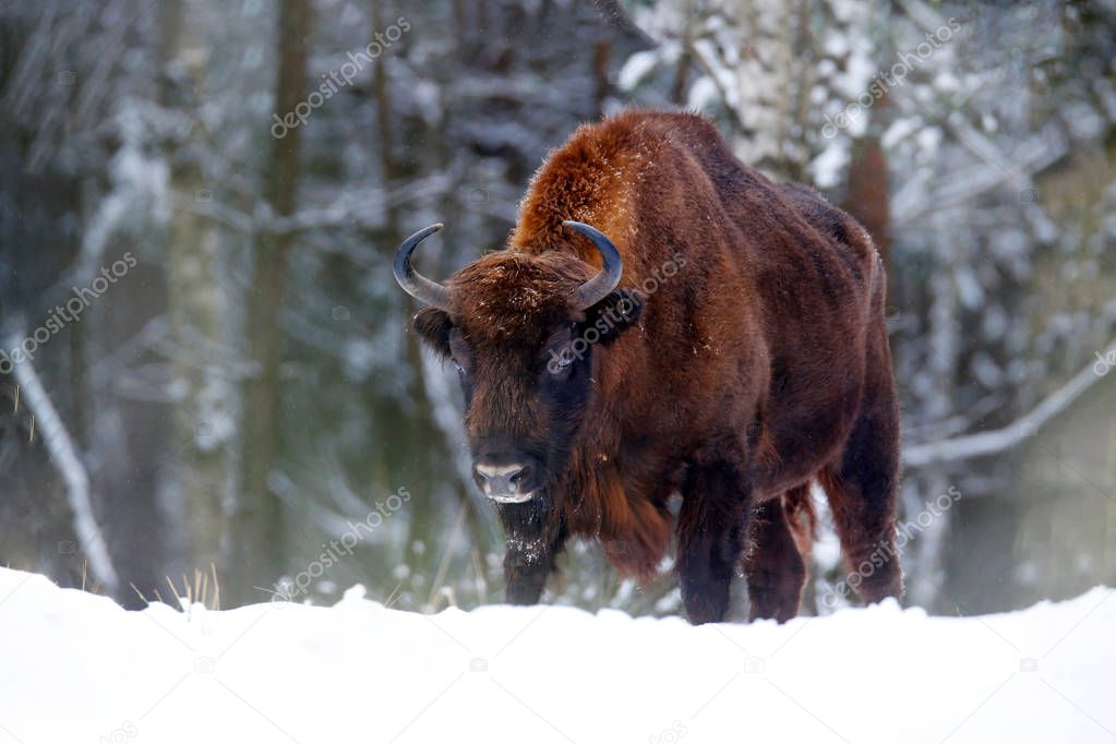 European bison in the winter forest, cold scene with big brown animal in the nature habitat, snow on the trees. Wildlife scene from nature 