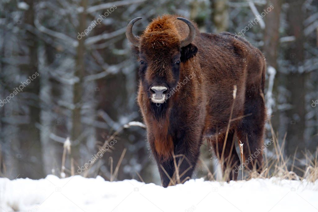 European bison in the winter forest, cold scene with big brown animal in the nature habitat, snow on the trees. Wildlife scene from nature 