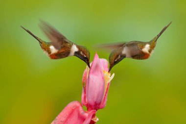 İki sinek kuşu, pembe çiçeğe, uçuşta. Mor-Throated Woodstar, Calliphlox mitchellii uçuş, Bloom çiçek, Kolombiya, yaban hayatı içinde Tropic Jungle.