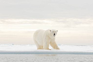 Kutup ayısı buzda dans ediyor. İki ayı, kar ile sürüklenen buz üzerinde aşk, doğa habitat beyaz hayvanlar, Svalbard, Norveç. Karda oynayan hayvanlar, Arktik vahşi yaşamı. Doğada komik görüntü.
